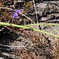Micranthus filifolius, Tony Rebelo, iNaturalist, CC BY-SA