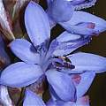 Micranthus junceus, Tulbagh, Andrew Harvie