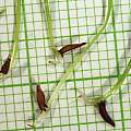 Micranthus junceus seed, M. Gastil-Buhl