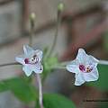 Mirabilis longiflora