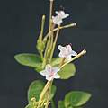 Mirabilis longiflora, Judy Glattstein