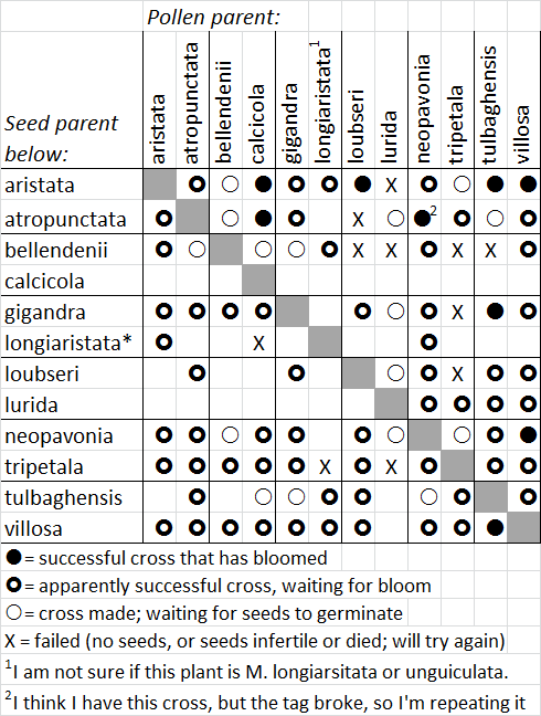 Chart of Moraea subgenus vieusseuxia crosses, Michael Mace