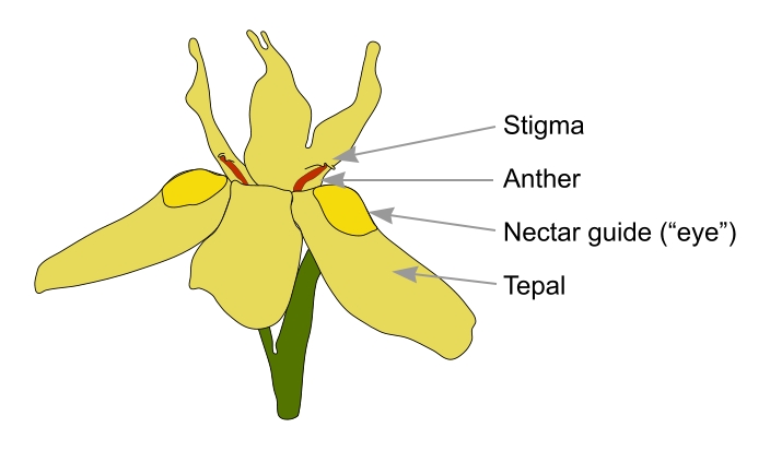 Moraea flower diagram, Michael Mace
