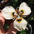 Moraea MM 03-07a (MM 99-00 (atropunctata? × neopavonia) X villosa), Michael Mace [Shift+click to enlarge, Click to go to wiki entry]