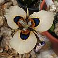 Moraea MM 03-07b ((atropunctata? × neopavonia) X villosa), Michael Mace