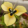 Moraea MM 10-03a (gigandra X MM 99-00 (atropunctata? x neopavonia)), Michael Mace [Shift+click to enlarge, Click to go to wiki entry]