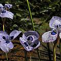 Moraea ex 'Zoe', Mary Sue Ittner Moraea ex 'Zoe', Mary Sue Ittner