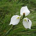 Moraea albicuspa, Cameron McMaster [Shift+click to enlarge, Click to go to wiki entry]