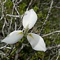 Moraea albicuspa, Naude's Nek, Cameron McMaster