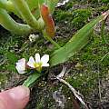 Moraea albiflora, Jeremy Gilmore, iNaturalist, CC BY-NC