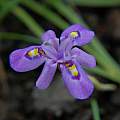 Moraea alpina, Naude's Nek, Mary Sue Ittner [Shift+click to enlarge, Click to go to wiki entry]