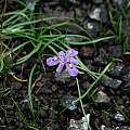 Moraea alpina, Naude's Nek, Mary Sue Ittner