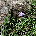 Moraea alpina, Sentinel Peak, Cameron McMaster