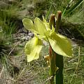 Moraea alticola, Naude’s Nek, Cameron McMaster [Shift+click to enlarge, Click to go to wiki entry]