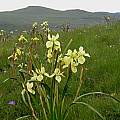 Moraea alticola, Naude’s Nek, Cameron McMaster