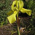Moraea alticola, Harry Hay's garden, Bob Rutemoeller [Shift+click to enlarge, Click to go to wiki entry]