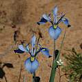 Moraea amabilis, Middelpos, Bob Rutemoeller [Shift+click to enlarge, Click to go to wiki entry]