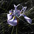 Moraea amabilis, Middelpos, Mary Sue Ittner