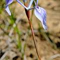 Moraea amabilis, Nick Helme, iNaturalist, CC BY-NC