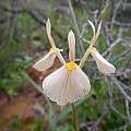 Moraea amabilis, Gregory Nicolson, iNaturalist, CC BY-NC