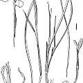 Moraea amabilis drawing by artist John Manning