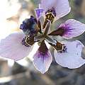Moraea amissa, Andre Venter, iNaturalist, CC BY-NC