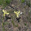 Moraea angusta, Felix Riegel, iNaturalist, CC BY-NC