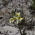 Moraea angusta,Tony Rebelo, iNaturalist, CC BY-SA