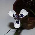 Moraea aristata, Arnold Trachtenberg