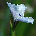 Moraea aristata, Mary Sue Ittner