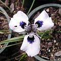 Moraea aristata, Lee Poulsen
