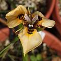 Moraea MM-03-05c (aristata X MM 99-00 (atropunctata? × neopavonia) ), Michael Mace