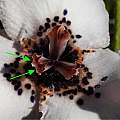 Moraea atropunctata pollination, Michael Mace