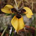 Moraea MM 99-00a (atropunctata? × neopavonia), dark-centered form, Michael Mace [Shift+click to enlarge, Click to go to wiki entry]