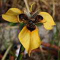 Moraea MM 99-00a (atropunctata? × neopavonia), dark-centered form, Michael Mace [Shift+click to enlarge, Click to go to wiki entry]