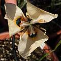Moraea MM 03-07a ((atropunctata? × neopavonia) X villosa), Michael Mace