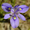 Moraea australis, iNaturalist, Adriaan Grobler, CC BY-NC [Shift+click to enlarge, Click to go to wiki entry]