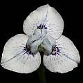 Moraea barnardii, Bob Werra [Shift+click to enlarge, Click to go to wiki entry]