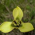 Moraea bellendenii, Napier, Cameron McMaster Moraea bellendenii, Napier, Cameron McMaster