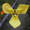 Moraea bellendenii, Mary Sue Ittner Moraea bellendenii, Mary Sue Ittner