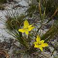 Moraea bituminosa, Rod Saunders Moraea bituminosa, Rod Saunders