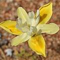 Moraea bolusii, Springbok, Andrew Harvie [Shift+click to enlarge, Click to go to wiki entry]