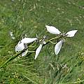 Moraea brevistyla, Sentinel Peak, Cameron McMaster Moraea brevistyla, Sentinel Peak, Cameron McMaster
