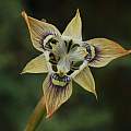 Moraea bubalina, Mary Sue Ittner [Shift+click to enlarge, Click to go to wiki entry]