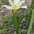 Moraea bulbillifera ssp. bulbillifera, Ed Elton, iNaturalist, CC BY-NC