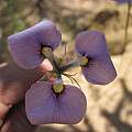 Moraea caeca, Riaan van der Walt, iNaturalist, CC BY-NC