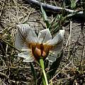 Moraea cantharophila, Cameron McMaster