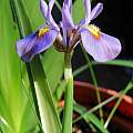 Moraea ciliata, Mary Sue Ittner