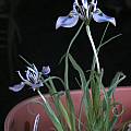 Moraea ciliata, Bob Werra