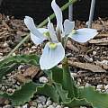 Moraea ciliata, M. Gastil-Buhl
